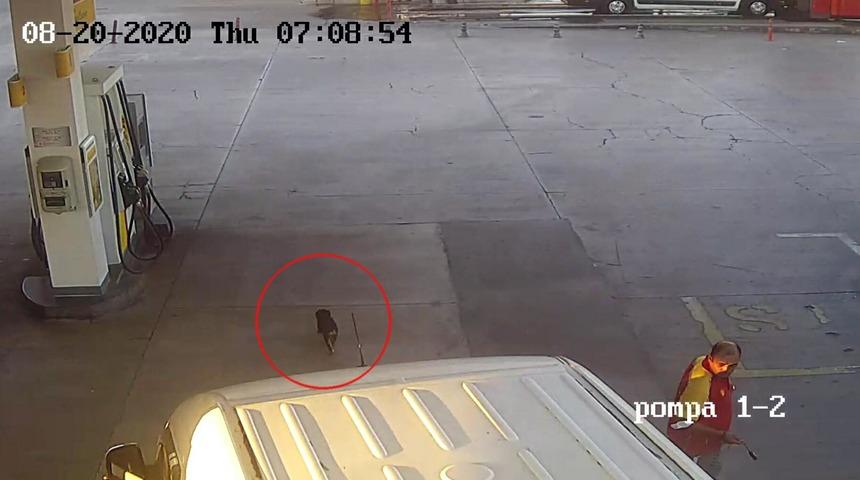 İzmir'de yavru k&ouml;peği ezen minib&uuml;s&uuml;n s&uuml;r&uuml;c&uuml;s&uuml; serbest bırakıldı