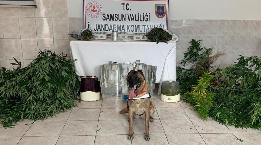 Jandarma uyuşturucu tacirlerine g&ouml;z a&ccedil;tırmıyor