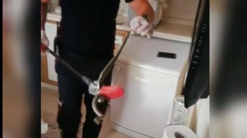 Evde yılan paniği! Bulaşık makinesinin altına girerken...