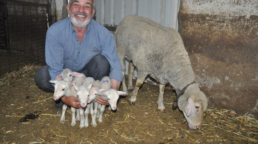 Tekirdağ'da koyun beşiz doğurdu