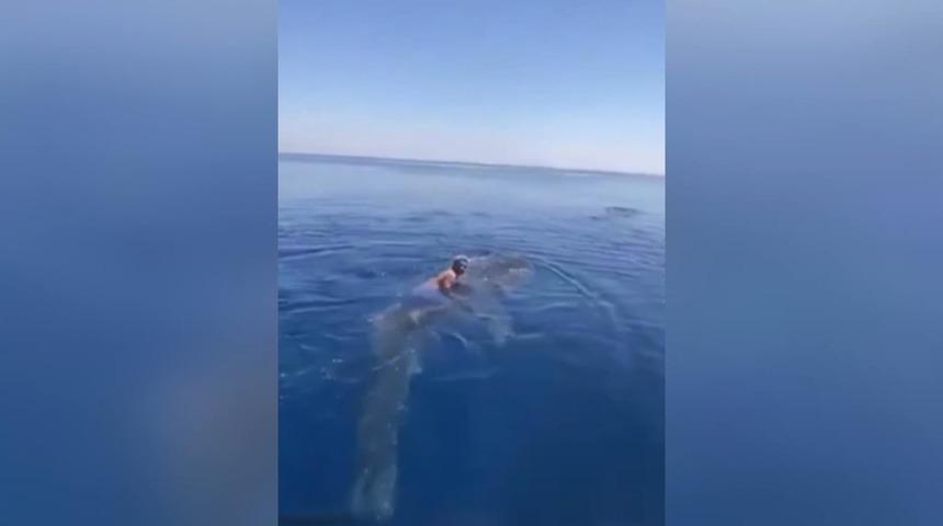 Suudi Arabistan’da bir adam balina köpek balığının sırtına bindi
