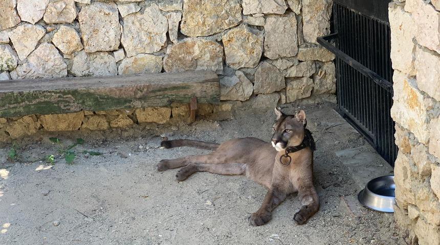 Silah operasyonunda şoke eden g&ouml;r&uuml;nt&uuml;! Puma, flamingo, iguana...