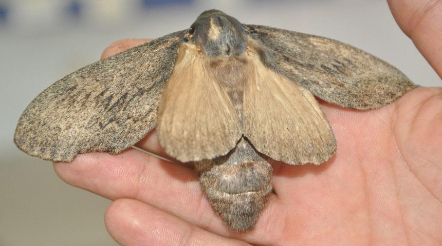 Yüksekova’da kuş büyüklüğündeki kelebek görenleri şaşırttı