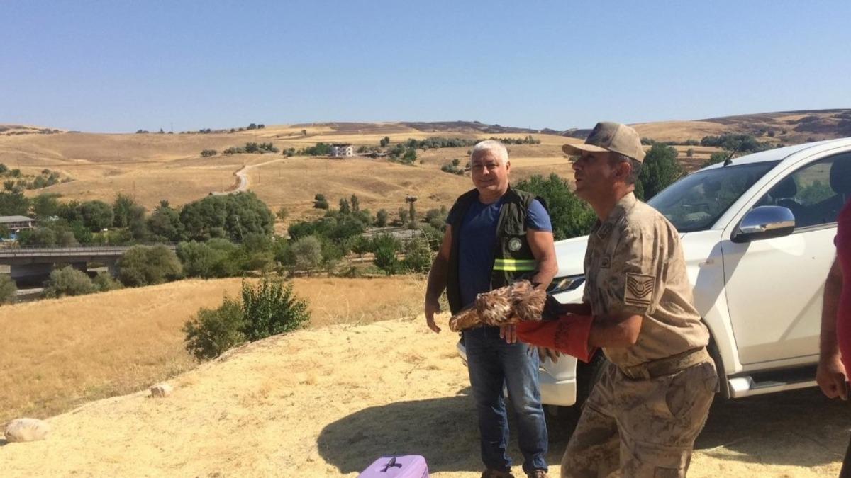 Bir yıl da kanatları yerine gelen kızıl şahin, doğaya salındı