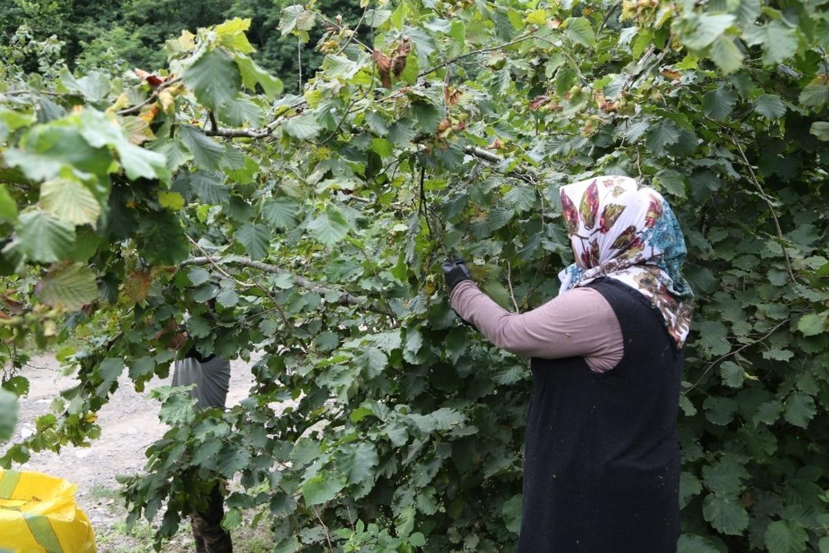 Fındık iş&ccedil;iliğinde reform