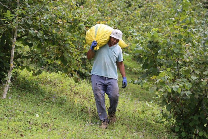 Fındık işçiliğinde reform G2