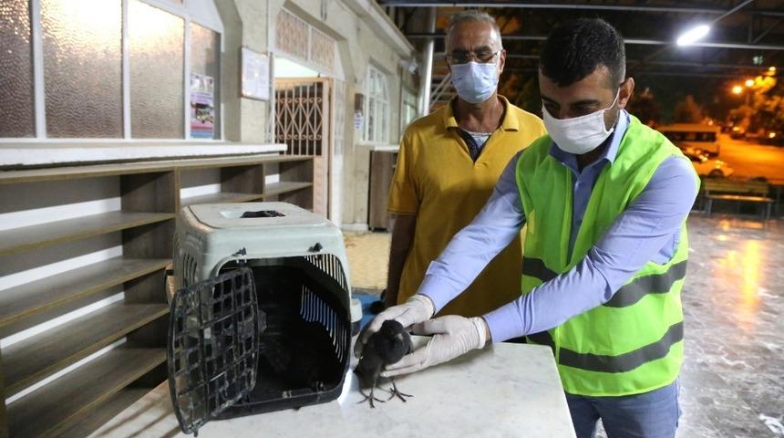 Elazığ&rsquo;da yaralı g&uuml;vercin tedavi altına alındı