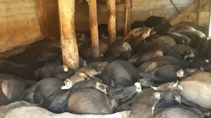 Y&uuml;ksekova&rsquo;da 50 b&uuml;y&uuml;kbaş hayvan havasızlıktan telef oldu