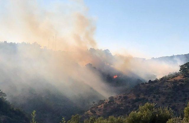 Bodrum’da orman yangını