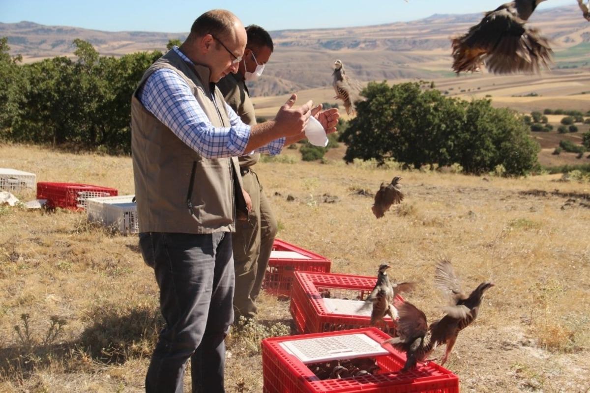 Kınalı keklikler doğaya salındı