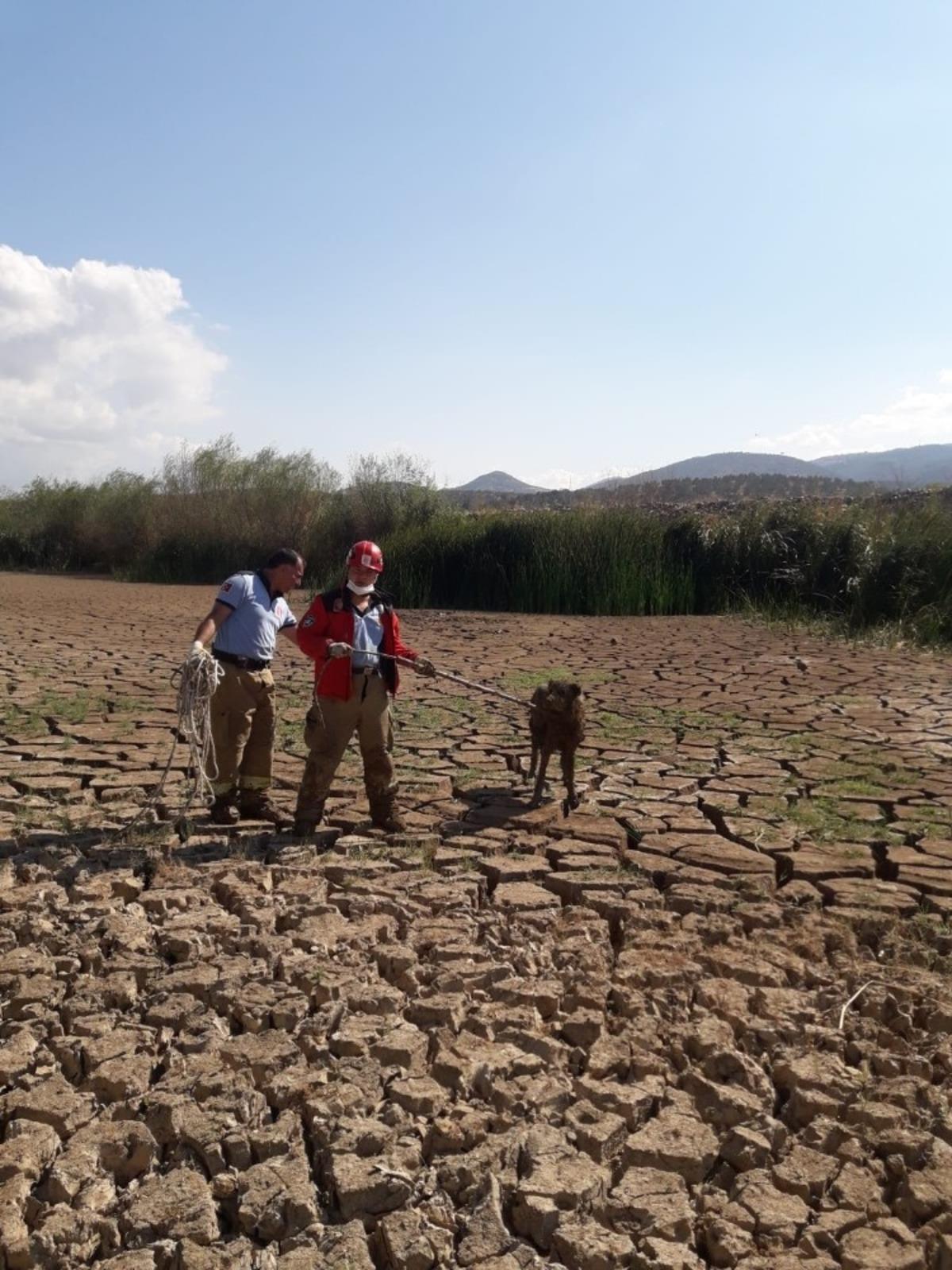 Burhaniye&rsquo;de bataklığa saplanan k&ouml;pekleri itfaiye kurtardı