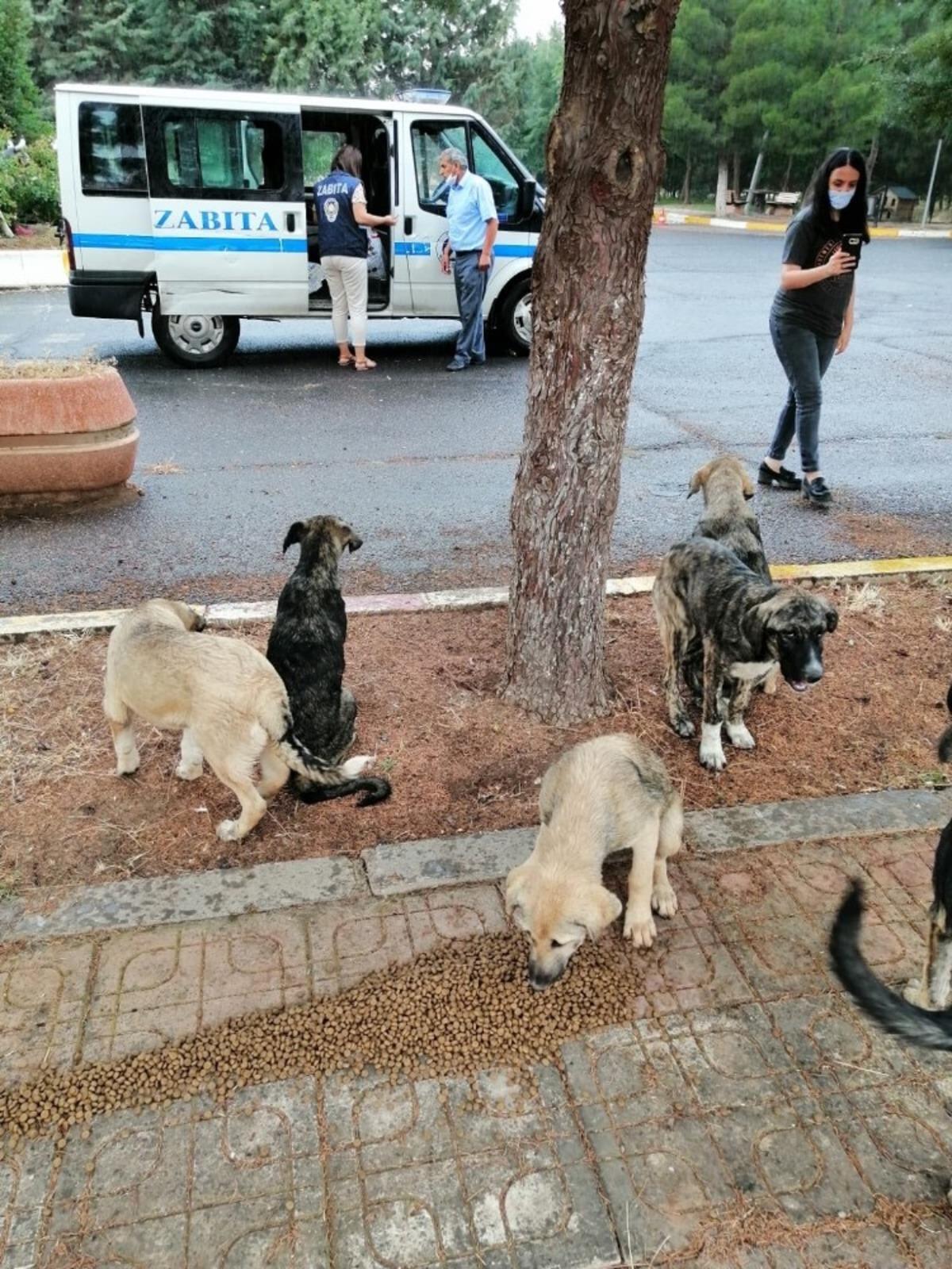 Sur zabıtasından sokak hayvanlarına şefkat eli