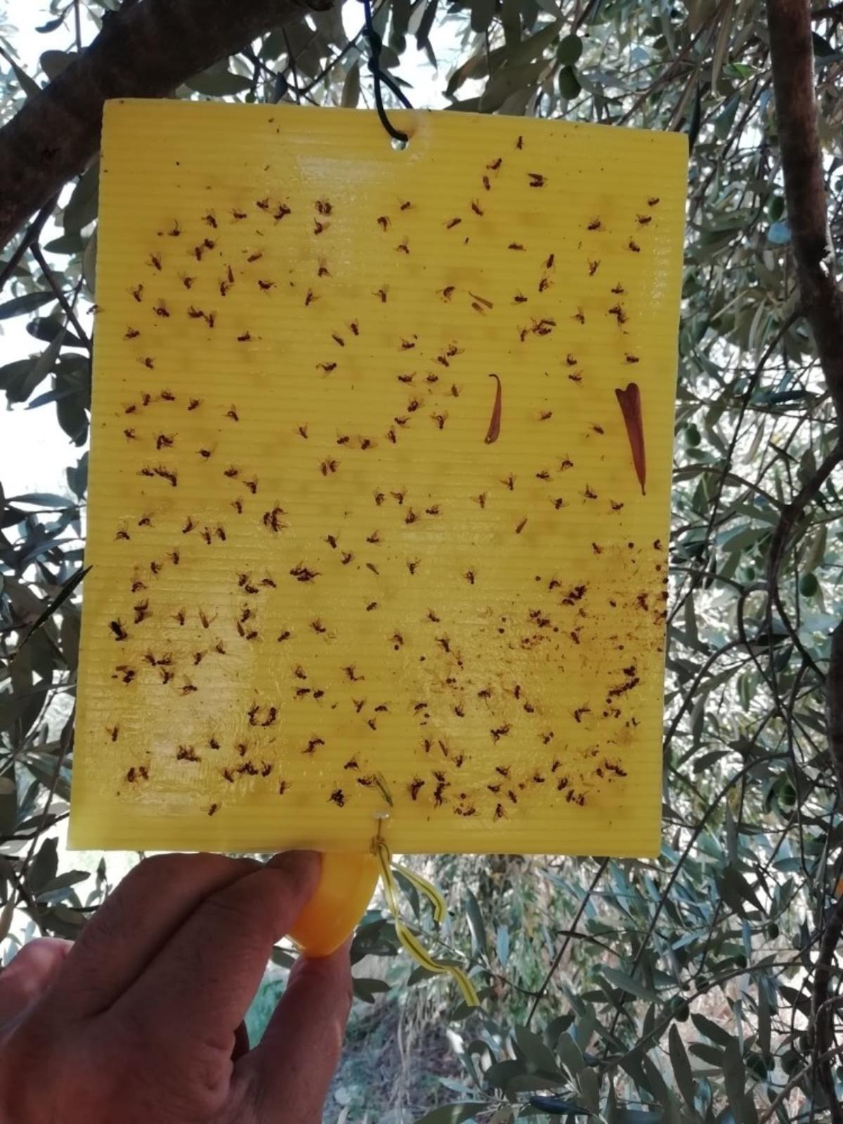 Zeytin sineğine dikkat