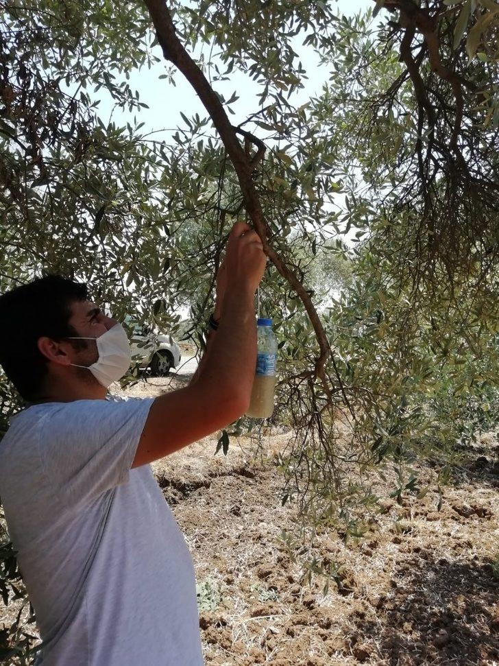 Zeytin sineğine dikkat G4