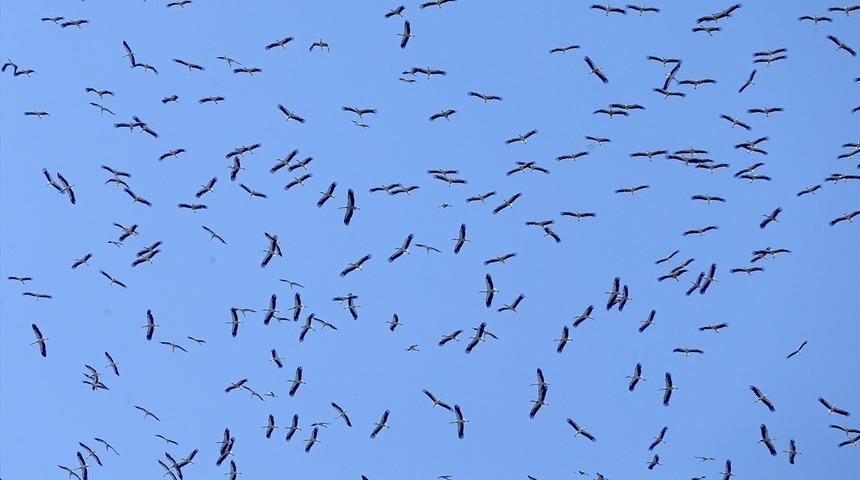 İstanbul semalarında g&ouml;r&uuml;nt&uuml;lendiler! Leyleklerin yolculukları başladı