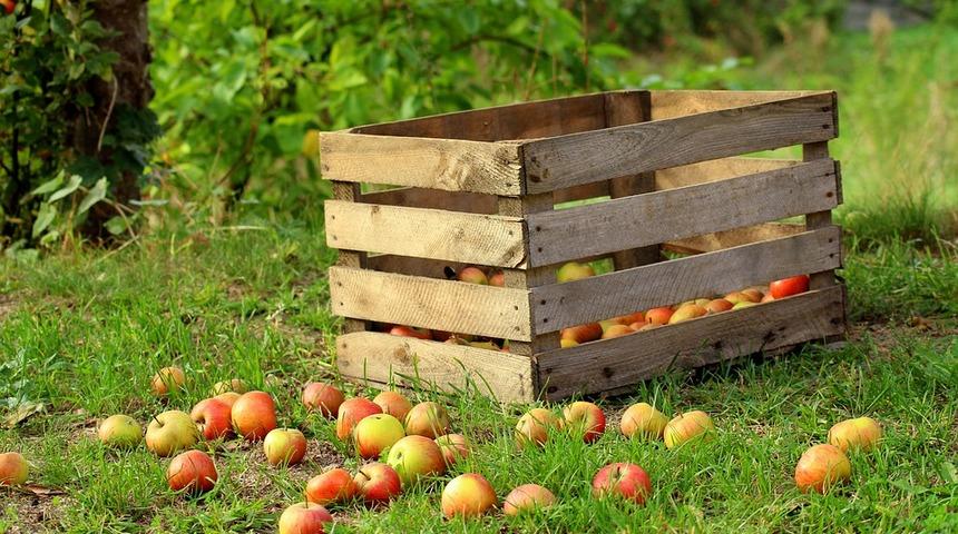 Bulduğunuz meyve kasalarını hemen evinize getirin! Bu kasalarla...