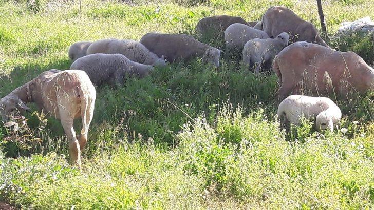 Ava çıkan kurt avlandı G1