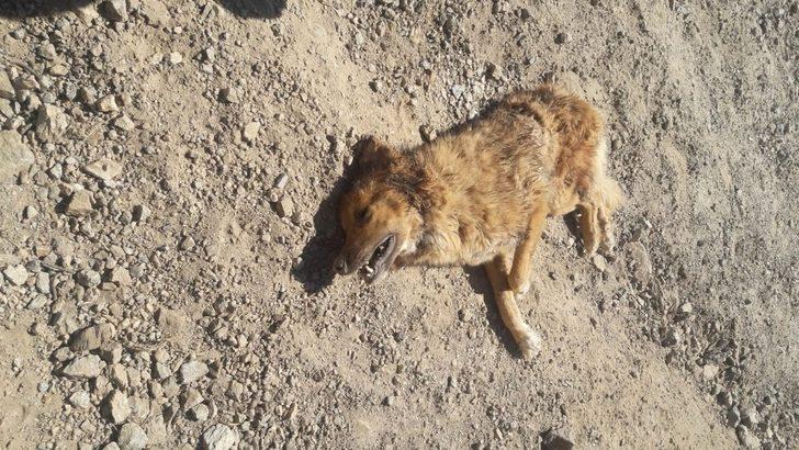 Ava çıkan kurt avlandı G2