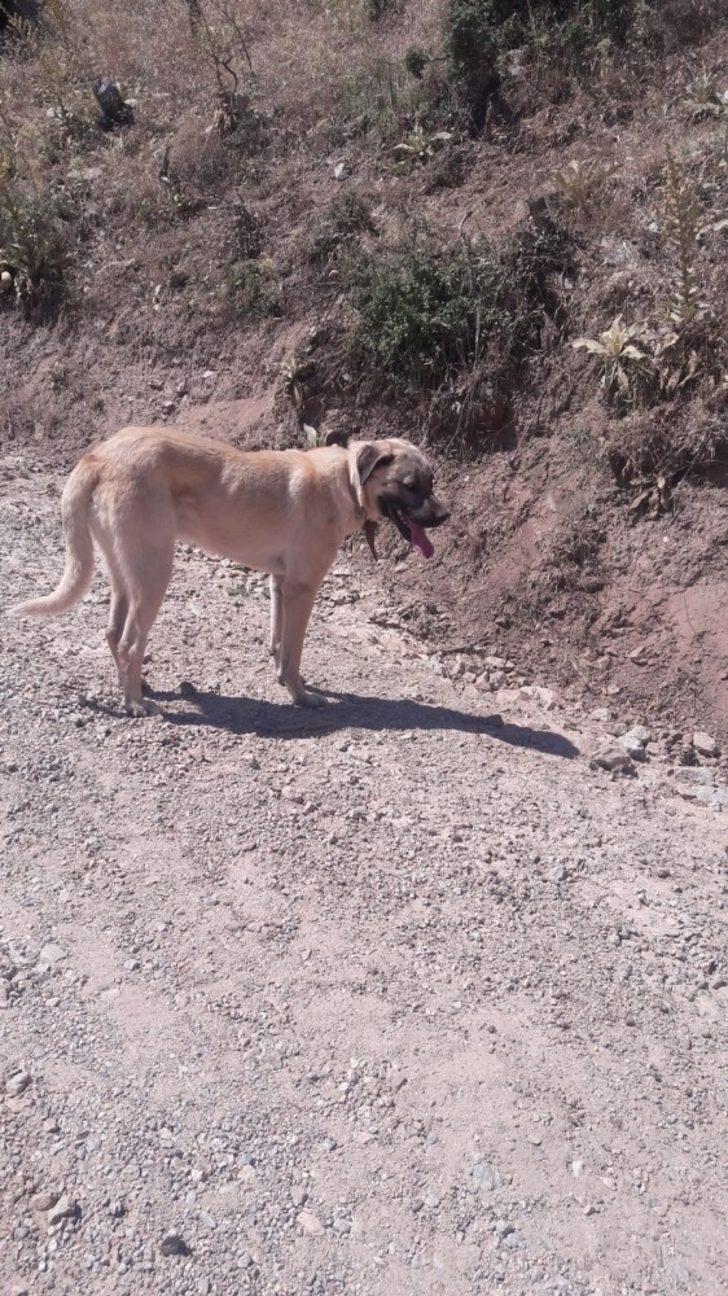 Ava çıkan kurt avlandı G3