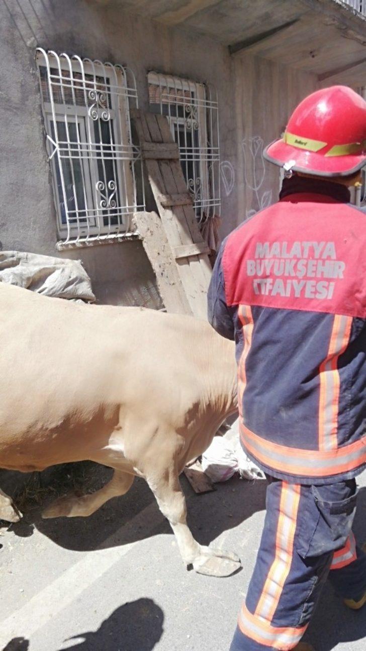 Ahır çöktü hayvanlar kurtarıldı G1