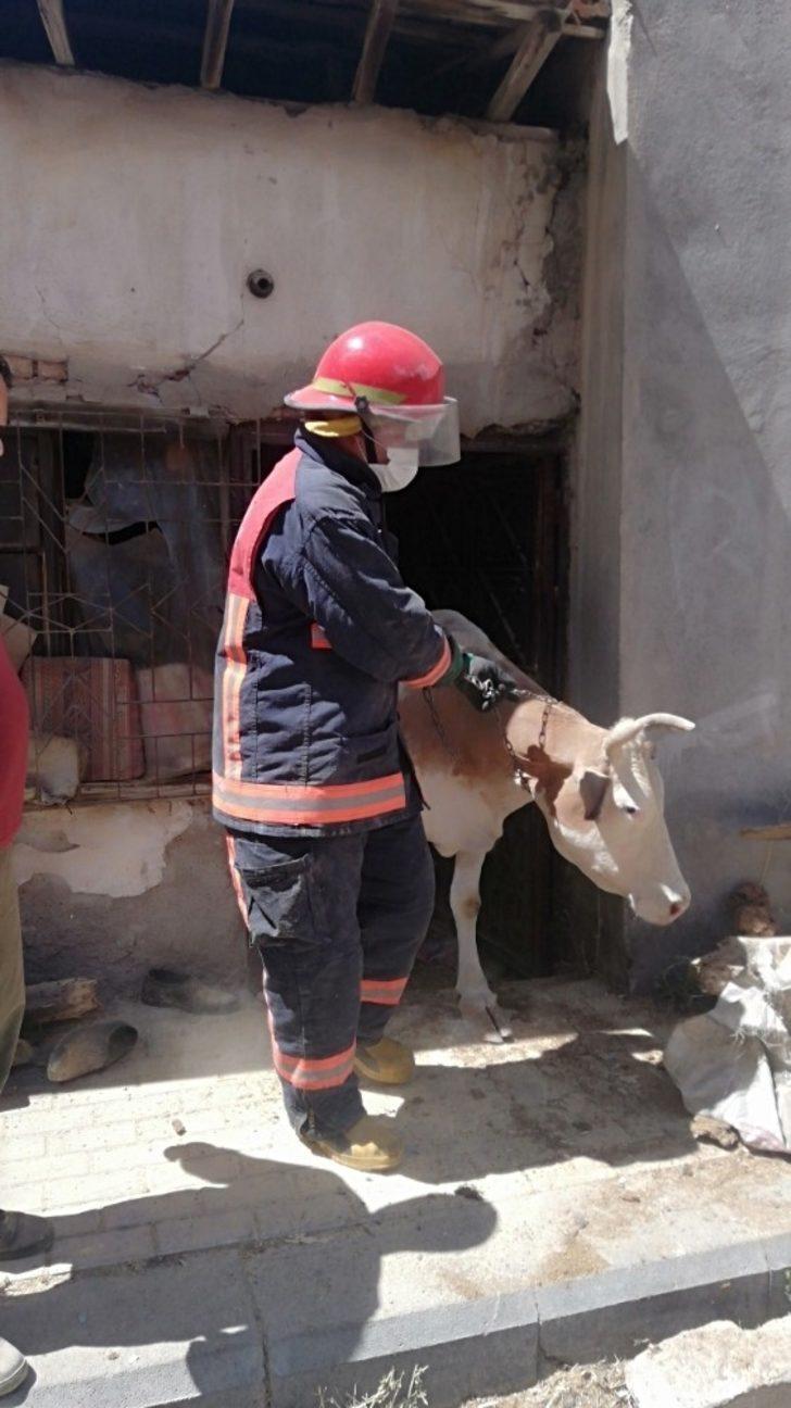 Ahır çöktü hayvanlar kurtarıldı G2