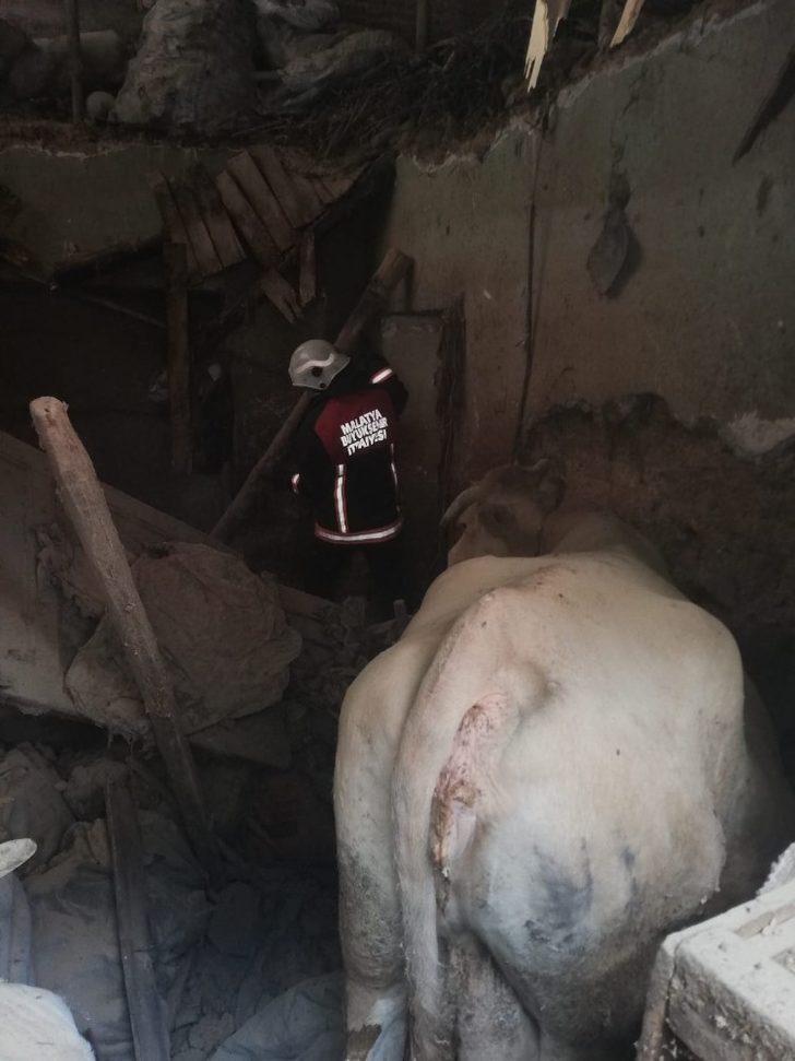 Ahır çöktü hayvanlar kurtarıldı G3