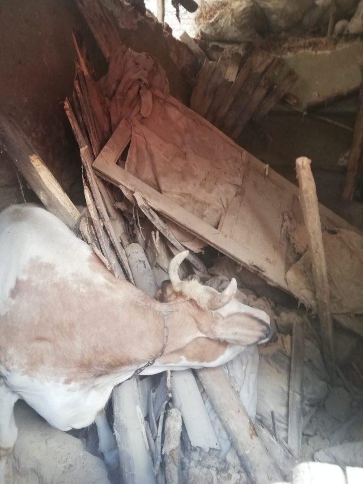 Ahır çöktü hayvanlar kurtarıldı G4