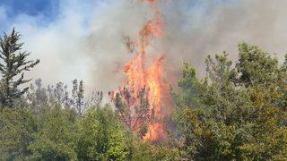 GÜNCELLEME - Osmaniye'de çıkan orman yangını kontrol altına alındı