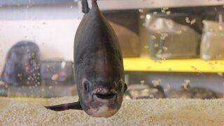 Çin'de piranalar öldürülecek