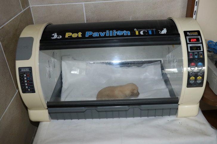 3 bin 341 yaralı sokak hayvanı tedavi edildi G2