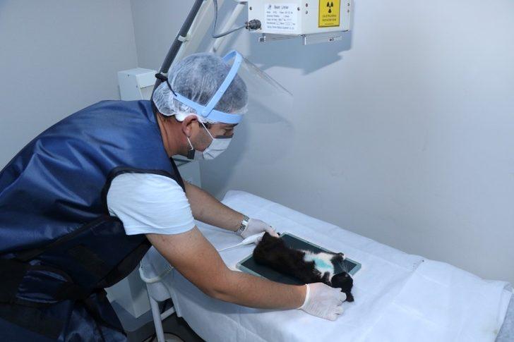 3 bin 341 yaralı sokak hayvanı tedavi edildi G3