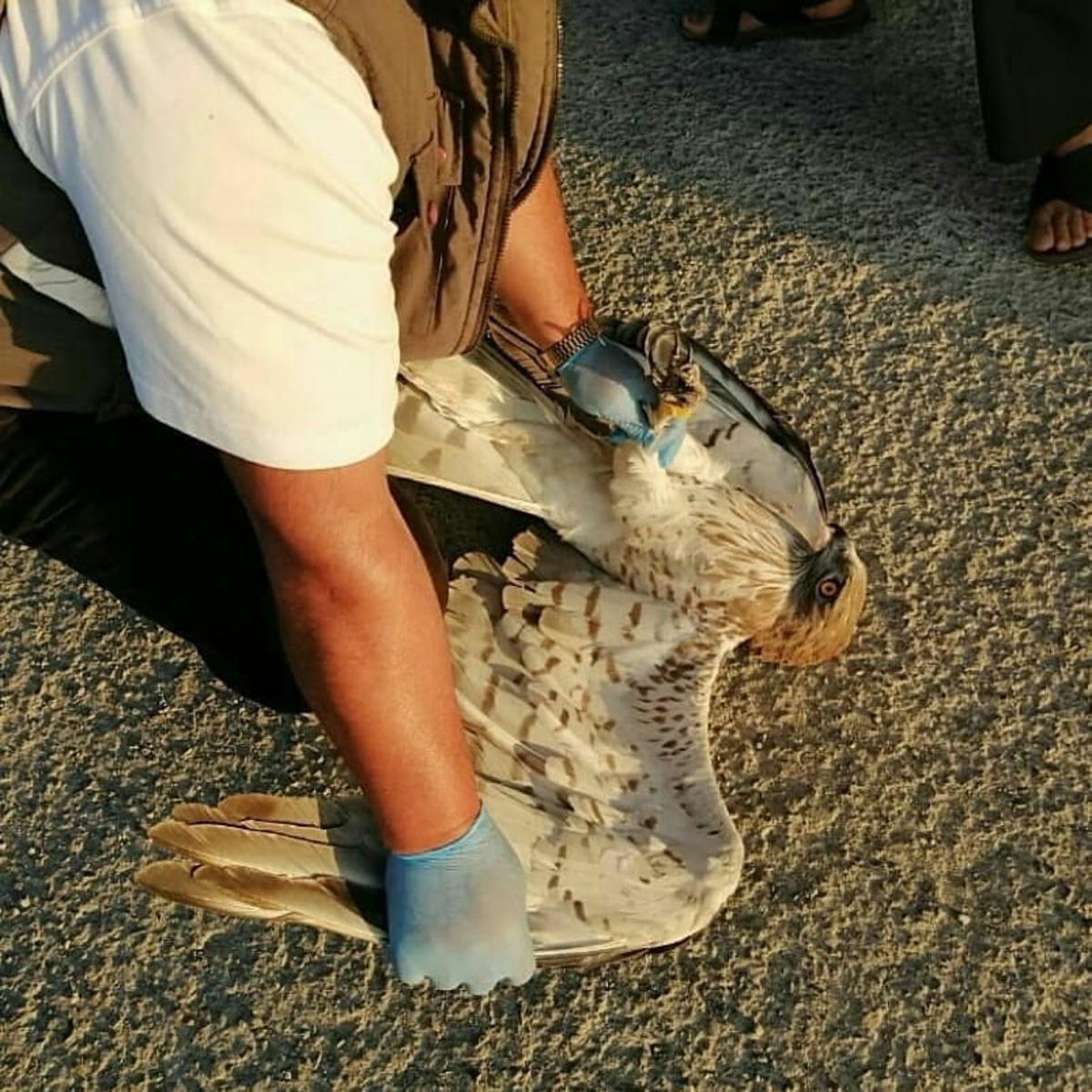 Yaralı kartalın imdadına yetiştiler