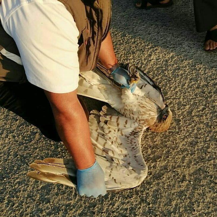 Yaralı kartalın imdadına yetiştiler G1