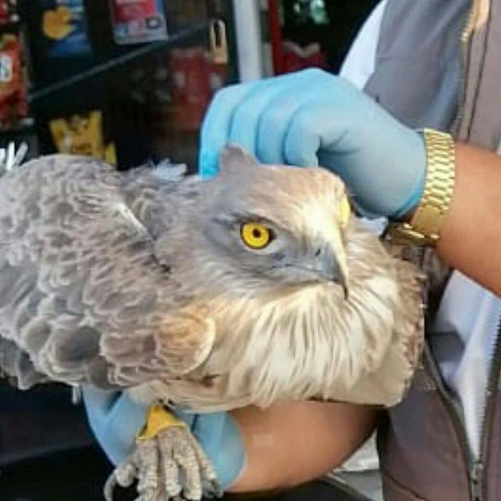 Yaralı kartalın imdadına yetiştiler G3