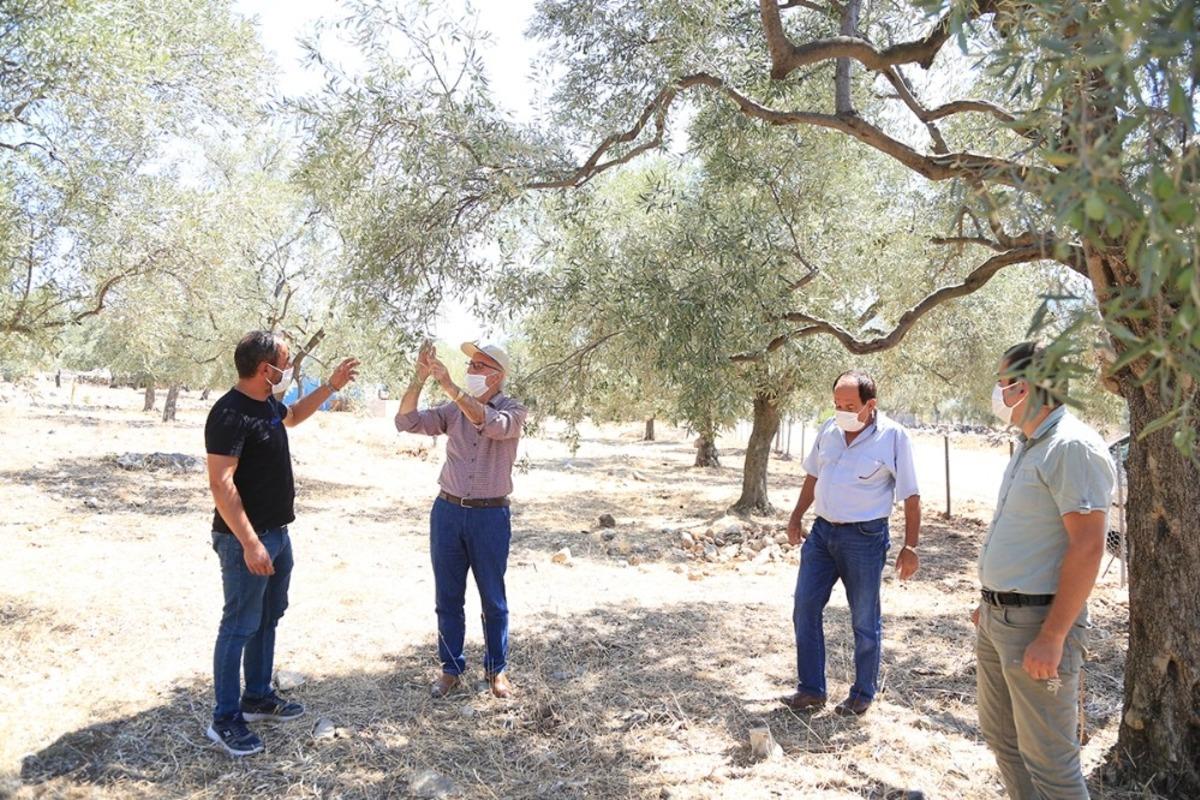 Milas&rsquo;ta zeytin &uuml;reticileri halkalı leke hastalığına karşı bilgilendirildi