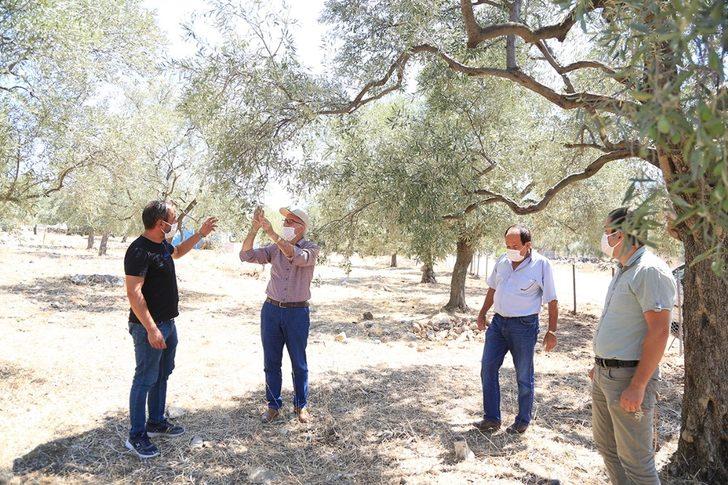 Milas’ta zeytin üreticileri halkalı leke hastalığına karşı bilgilendirildi G1