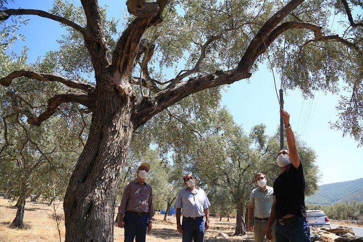 Milas’ta zeytin üreticileri halkalı leke hastalığına karşı bilgilendirildi G2