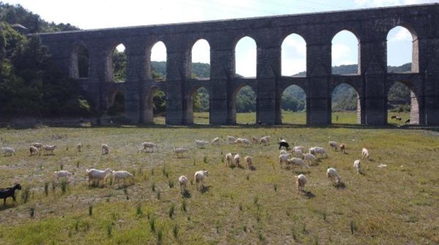 İstanbul'daki Alibeyköy Barajı'nda hayvanlar otluyor