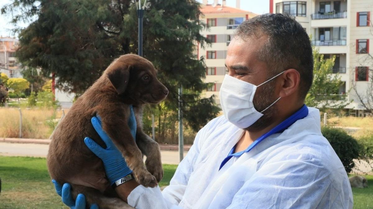 Sokakta yaşayan sevimli patilere aşı yapıldı