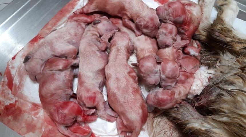 Golden cinsi k&ouml;pek sezaryen ile 10 yavru doğurdu