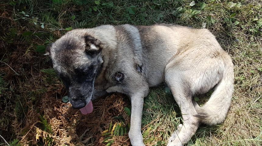 Kaybolan k&ouml;peğini tabancayla vurulmuş halde buldu