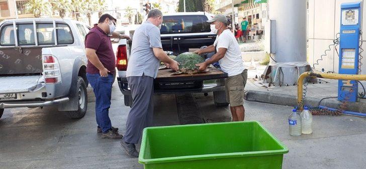 Ölü sanılan caretta caretta canlı çıktı G2