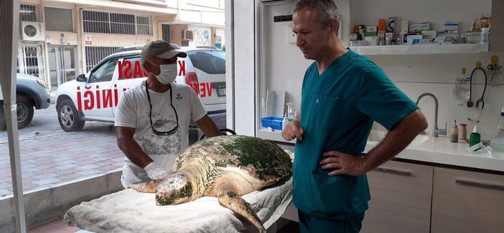 Ölü sanılan caretta caretta canlı çıktı G4