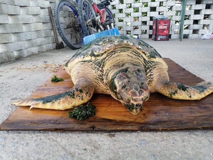 Ölü sanılan caretta caretta canlı çıktı G5