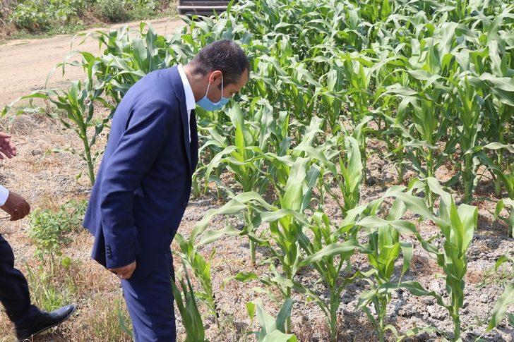 Tarım ve Orman Bakanlığı Bitkisel Üretim Genel Müdürü Mehmet Hasdemir: G3