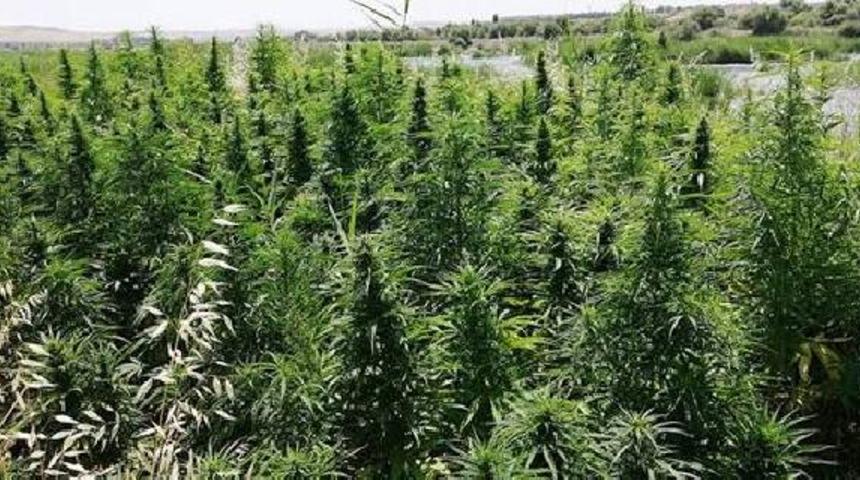 Jandarmadan operasyon! 2 bin 200 kök kenevir ele geçirildi