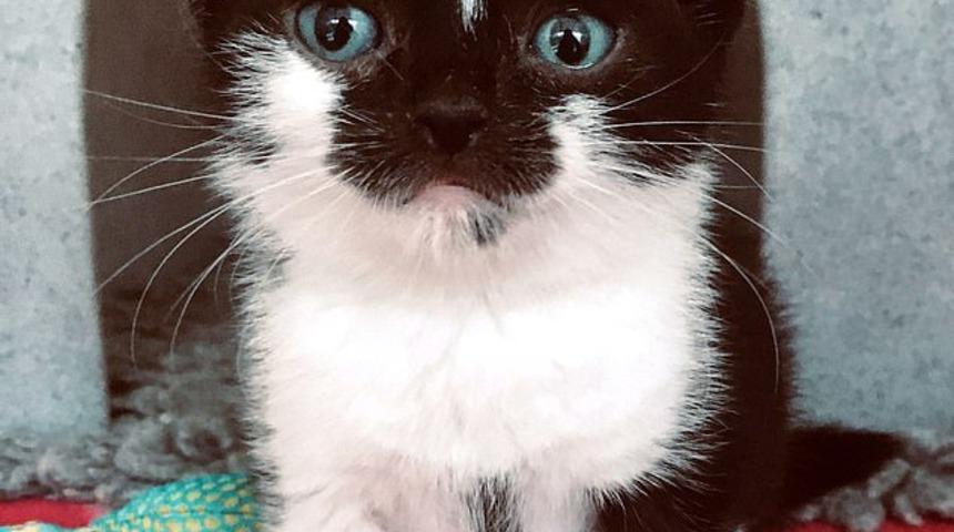 &Ccedil;&ouml;pl&uuml;kte doğan 18 cm boyundaki c&uuml;ce kedi yeni ailesine kavuştu