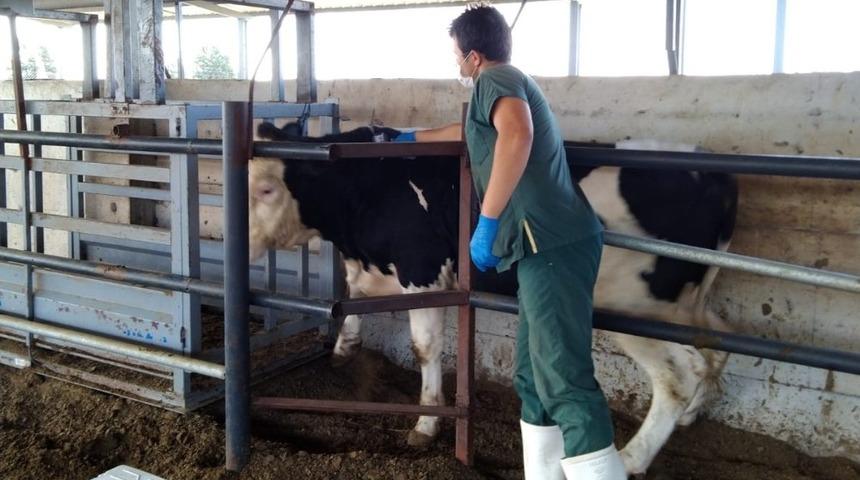 Kırklareli&rsquo;de 139 bin 451 b&uuml;y&uuml;kbaş aşılanacak