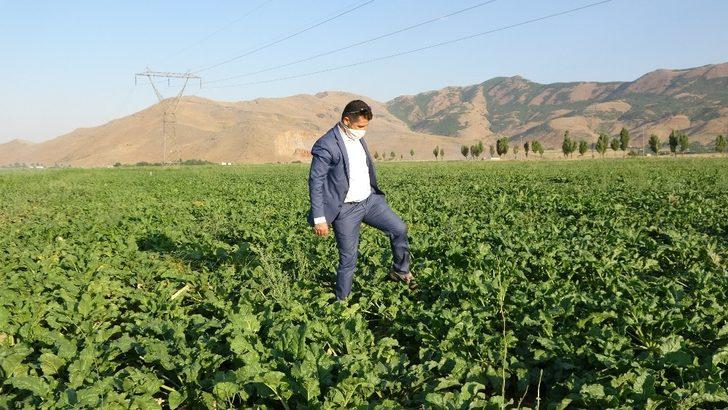 (Özel) Muş Şeker Sanayi A.Ş.’den bölgenin iklim koşuluna uygun tohum çalışması G1