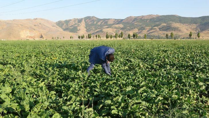 (Özel) Muş Şeker Sanayi A.Ş.’den bölgenin iklim koşuluna uygun tohum çalışması G2